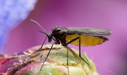 Fungus Gnats