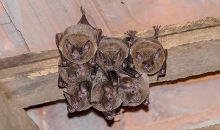 Bats