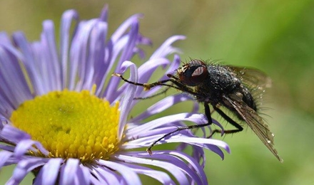 House Flies