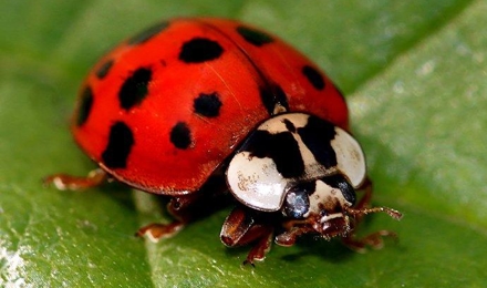 Lady Beetles