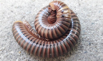 Millipedes