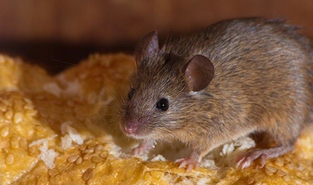 House Mice