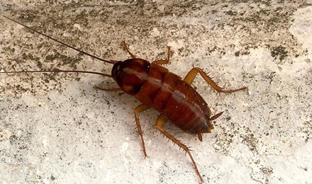 Oriental Cockroaches