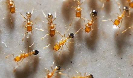 Pharaoh Ants