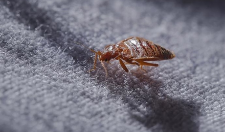 Bed Bugs
