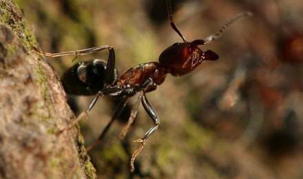 Velvety Tree Ants