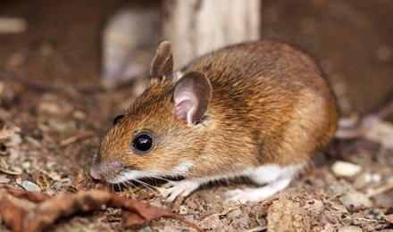 White Footed Mouse