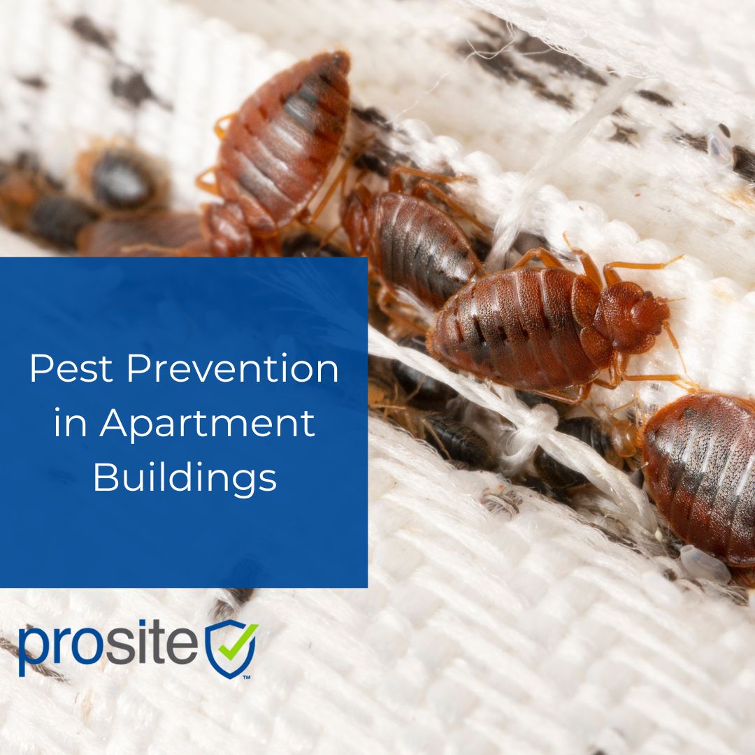 Pest Prevention in Apartment Buildings