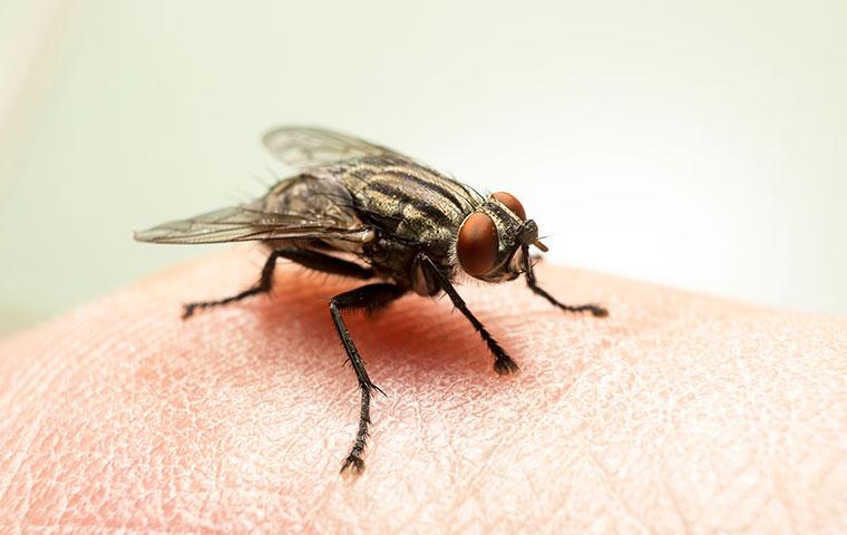 Buzz Off! A Comprehensive Guide To Preventing Flies In Your Yakima ...