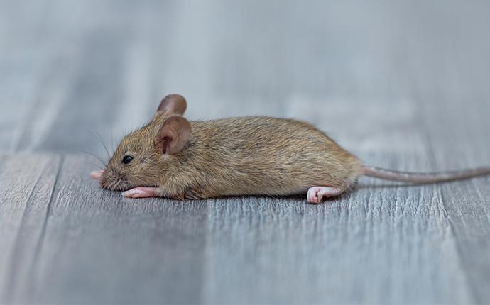What To Do About Mice In Your Yakima County Home