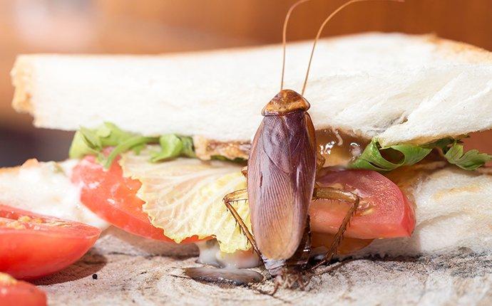 Roach In Food Getting Rid Of Roaches In Yakima County Can Be Difficult