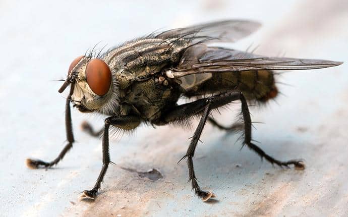 Central WA Guide To Fly Identification, Control & Prevention