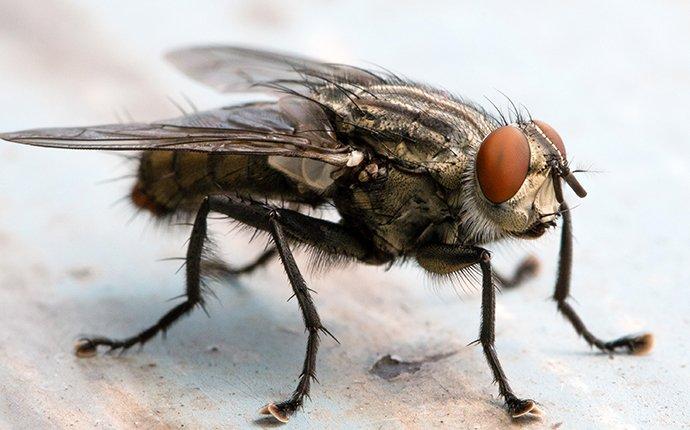A Guide To Cluster Flies Found In Washington State